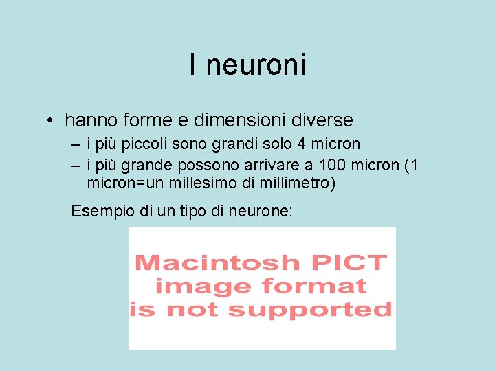 I neuroni • hanno forme e dimensioni diverse – i più piccoli sono grandi