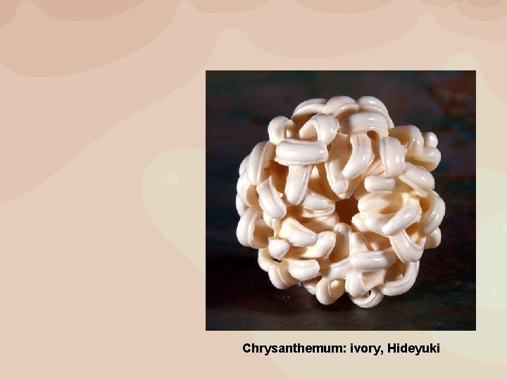 Chrysanthemum: ivory, Hideyuki 