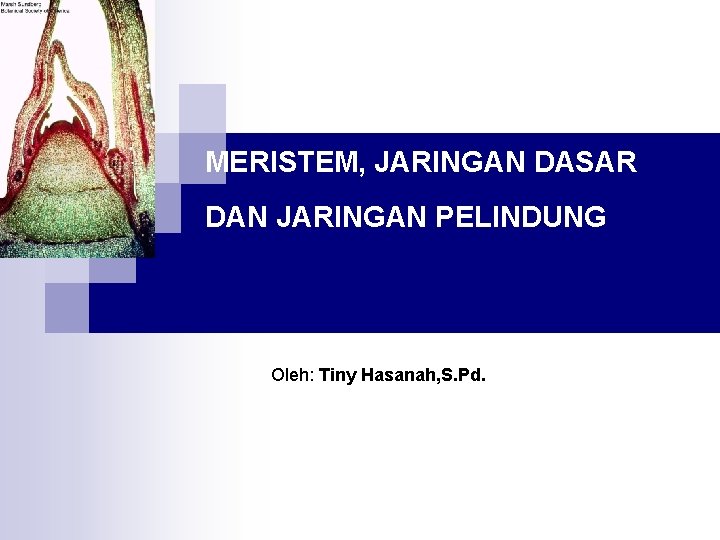 MERISTEM, JARINGAN DASAR DAN JARINGAN PELINDUNG Oleh: Tiny Hasanah, S. Pd. 
