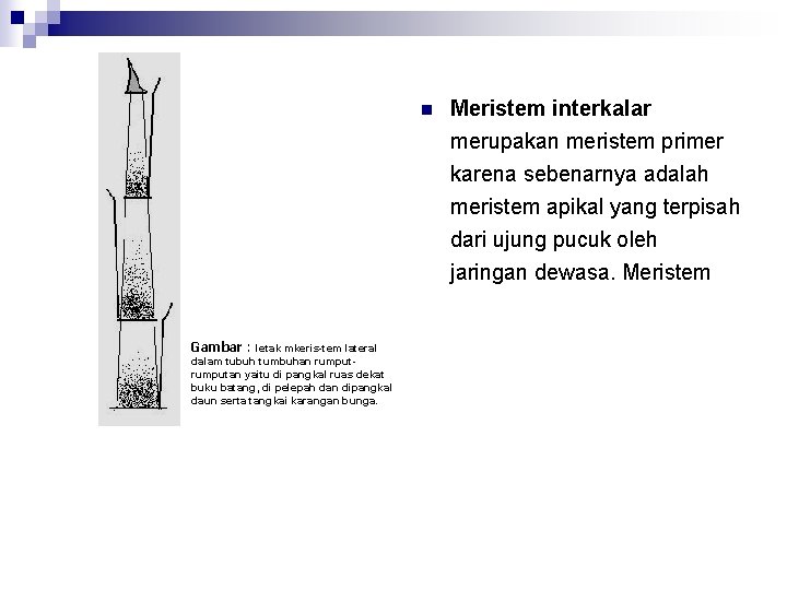 n Meristem interkalar merupakan meristem primer karena sebenarnya adalah meristem apikal yang terpisah dari