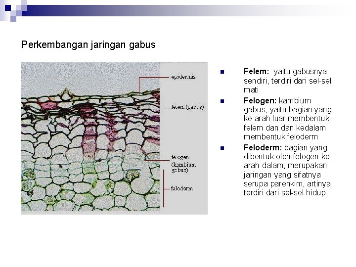 Perkembangan jaringan gabus n n n Felem: yaitu gabusnya sendiri, terdiri dari sel-sel mati