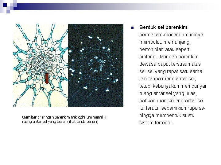 n Gambar : jaringan parenkim mikrophillum memiliki ruang antar sel yang besar (lihat tanda