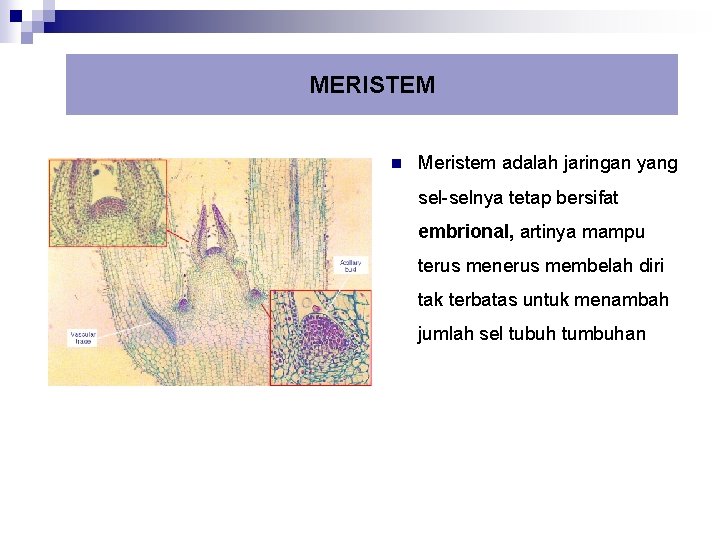 MERISTEM n Meristem adalah jaringan yang sel-selnya tetap bersifat embrional, artinya mampu terus menerus