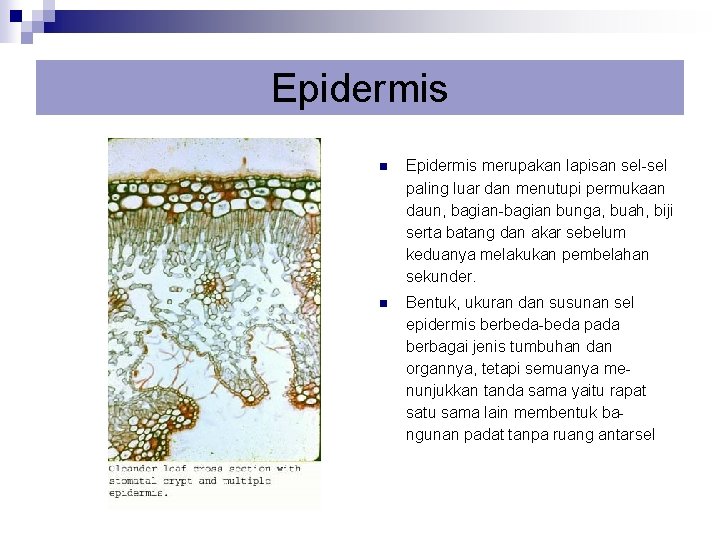 Epidermis n Epidermis merupakan lapisan sel-sel paling luar dan menutupi permukaan daun, bagian-bagian bunga,