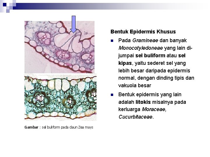 Bentuk Epidermis Khusus Gambar : sel buliform pada daun Zea mays n Pada Gramineae