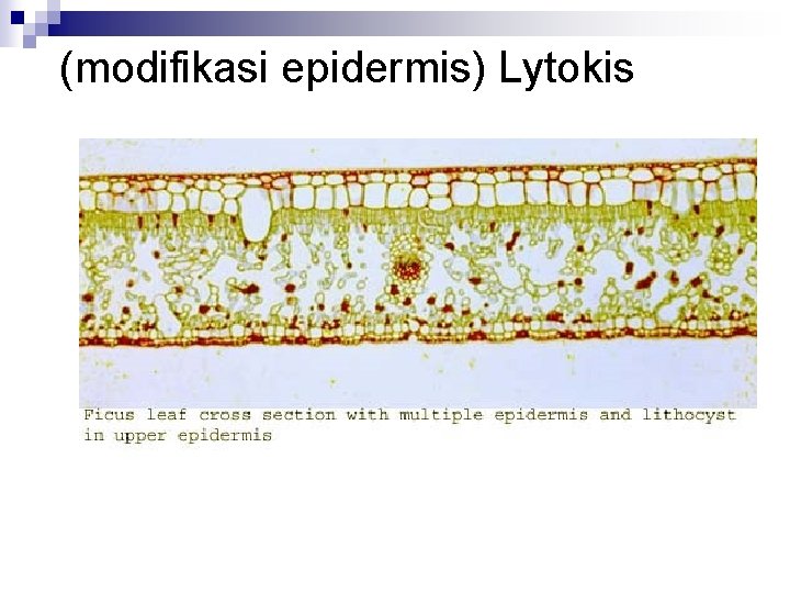 (modifikasi epidermis) Lytokis 