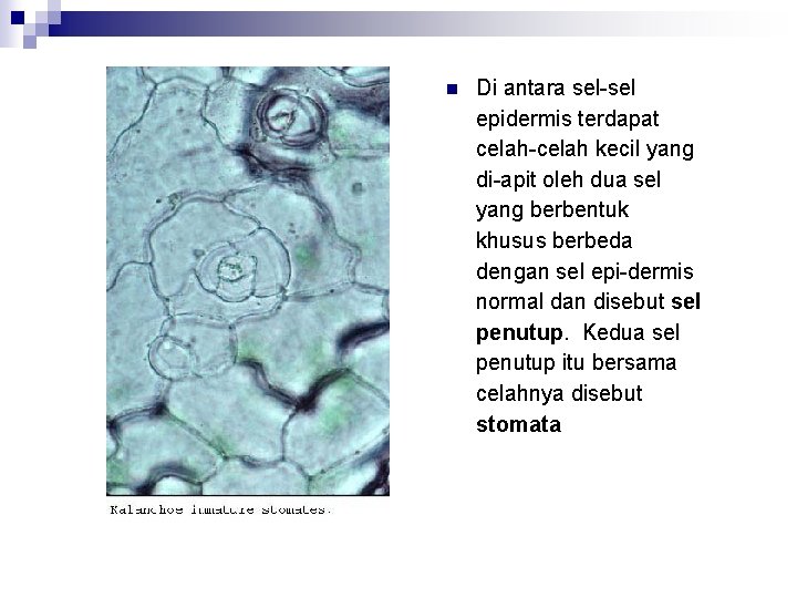 n Di antara sel-sel epidermis terdapat celah-celah kecil yang di-apit oleh dua sel yang