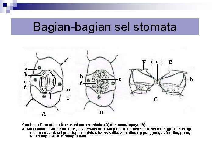 Bagian-bagian sel stomata Gambar : Stomata serta mekanisme membuka (B) dan menutupnya (A). A