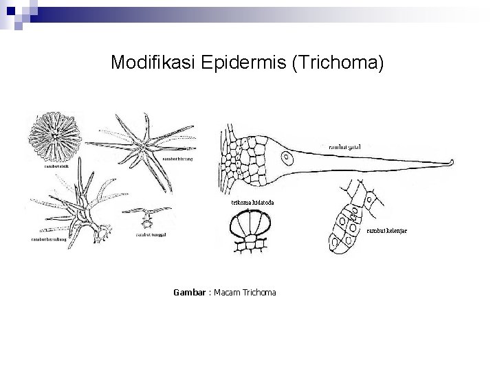 Modifikasi Epidermis (Trichoma) Gambar : Macam Trichoma 