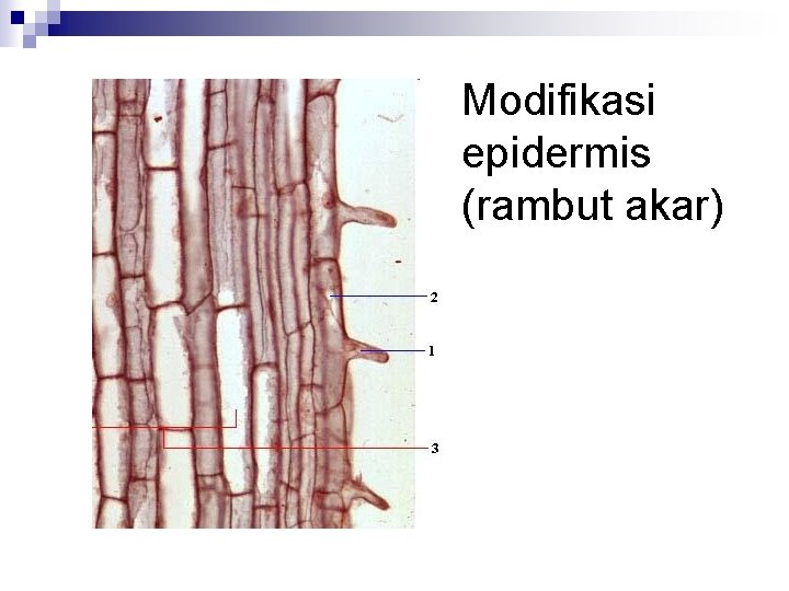 Modifikasi epidermis (rambut akar) 