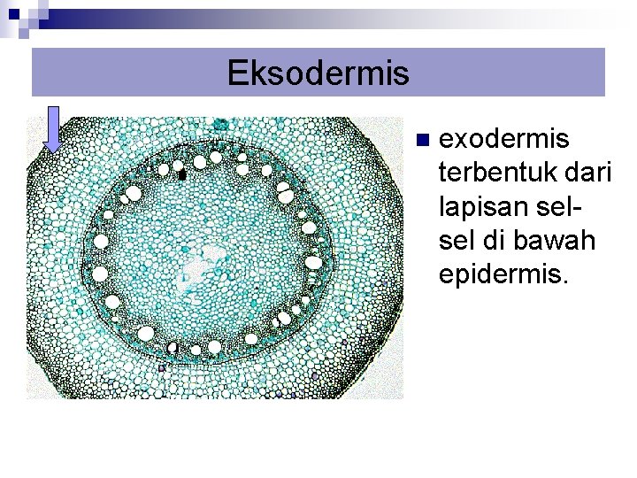 Eksodermis n exodermis terbentuk dari lapisan selsel di bawah epidermis. 