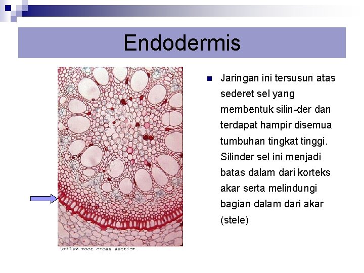 Endodermis n Jaringan ini tersusun atas sederet sel yang membentuk silin-der dan terdapat hampir