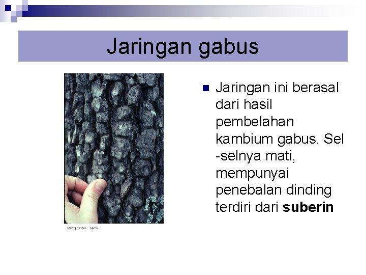 Jaringan gabus n Jaringan ini berasal dari hasil pembelahan kambium gabus. Sel -selnya mati,