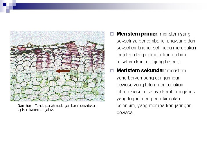 ¨ Meristem primer: meristem yang sel-selnya berkembang lang-sung dari sel-sel embrional sehingga merupakan lanjutan