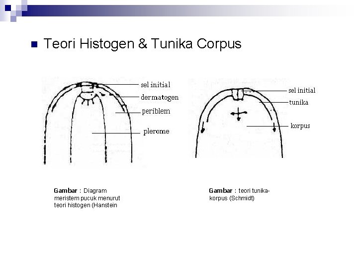 n Teori Histogen & Tunika Corpus Gambar : Diagram meristem pucuk menurut teori histogen