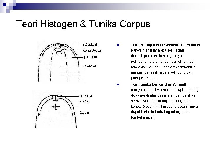 Teori Histogen & Tunika Corpus n Teori histogen dari hanstein. Menyatakan bahwa meristem apical