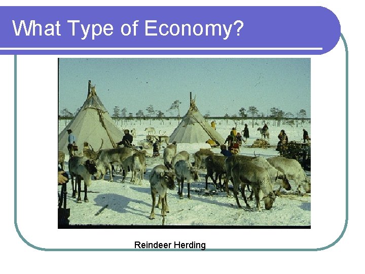 What Type of Economy? Reindeer Herding 