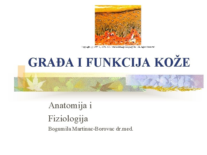 GRAĐA I FUNKCIJA KOŽE Anatomija i Fiziologija Bogumila Martinac-Borovac dr. med. 