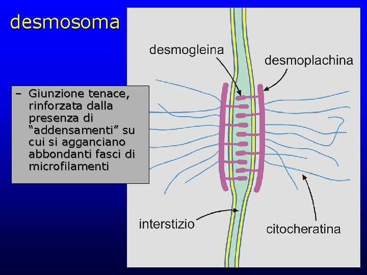 desmosoma – Giunzione tenace, rinforzata dalla presenza di “addensamenti” su cui si agganciano abbondanti