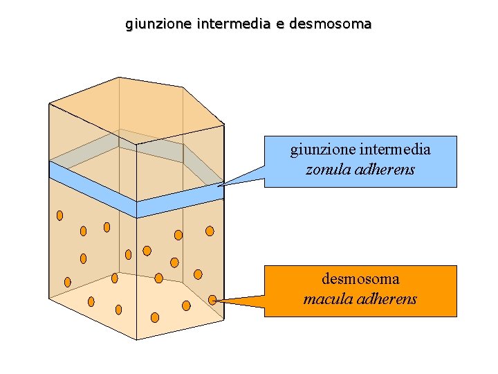 giunzione intermedia e desmosoma giunzione intermedia zonula adherens desmosoma macula adherens 