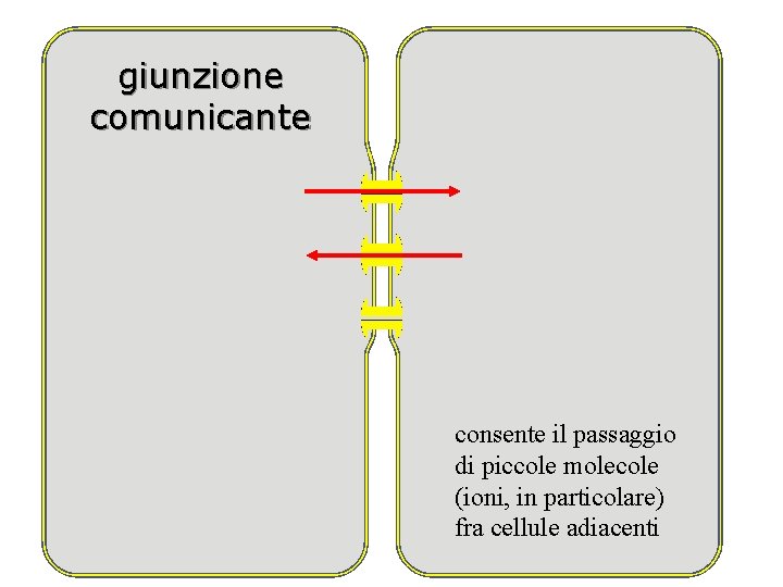 giunzione comunicante consente il passaggio di piccole molecole (ioni, in particolare) fra cellule adiacenti