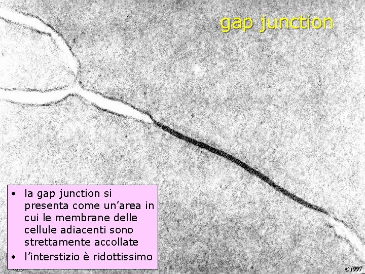 gap junction • la gap junction si presenta come un’area in cui le membrane