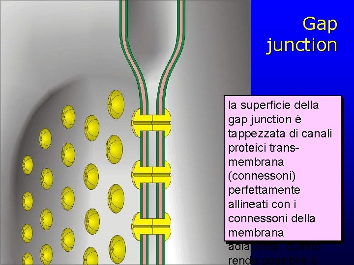 Gap junction la superficie della gap junction è tappezzata di canali proteici transmembrana (connessoni)