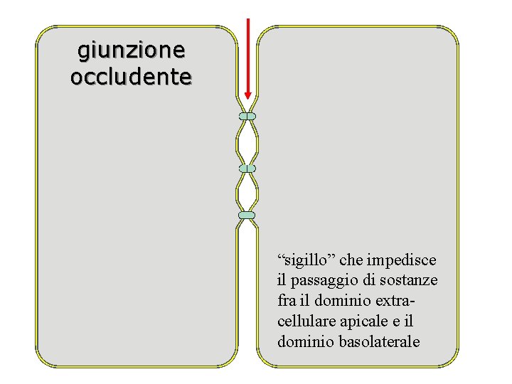 giunzione occludente “sigillo” che impedisce il passaggio di sostanze fra il dominio extracellulare apicale