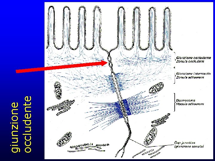 giunzione occludente 