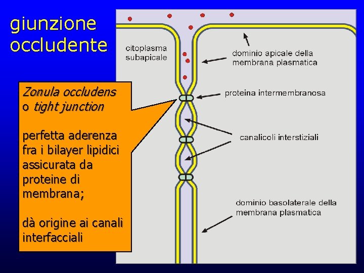 giunzione occludente Zonula occludens o tight junction perfetta aderenza fra i bilayer lipidici assicurata