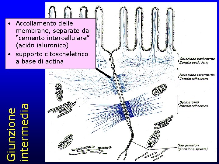 Giunzione intermedia • Accollamento delle membrane, separate dal “cemento intercellulare” (acido ialuronico) • supporto