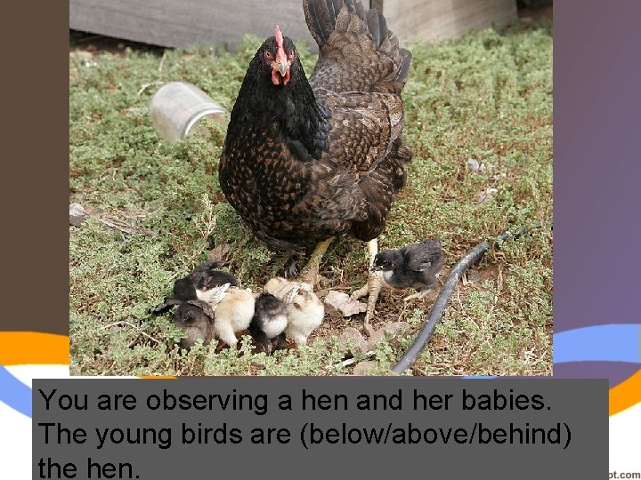 You are observing a hen and her babies. The young birds are (below/above/behind) the