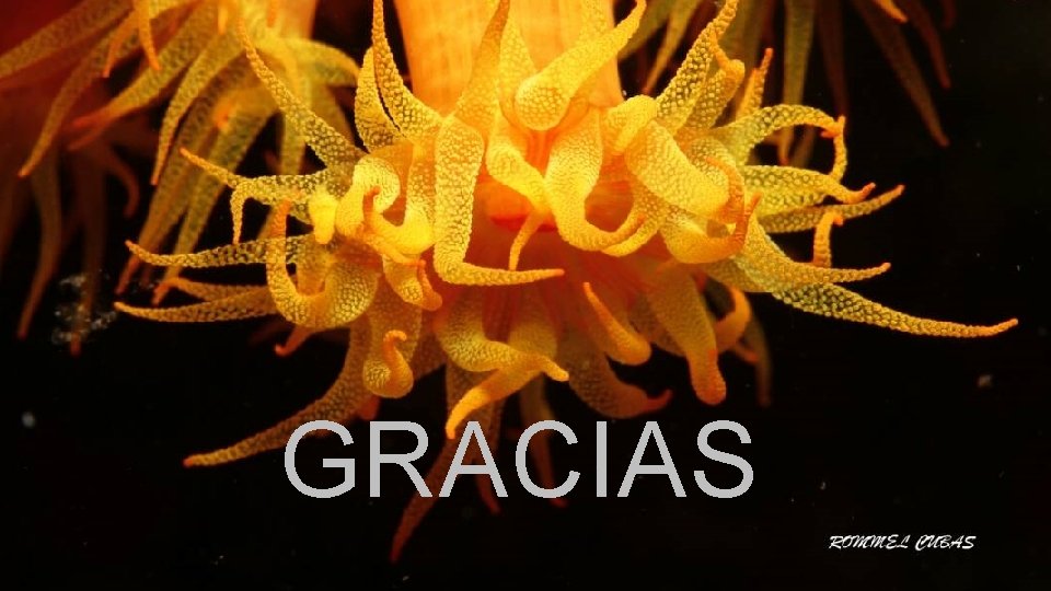 GRACIAS 