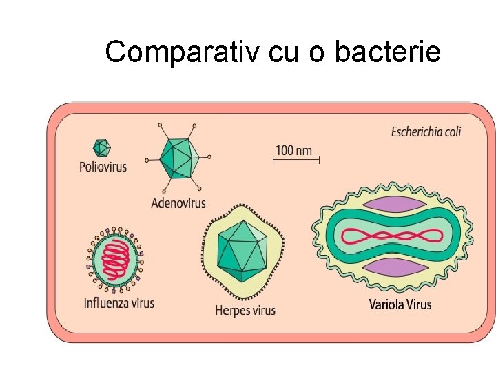 Comparativ cu o bacterie 