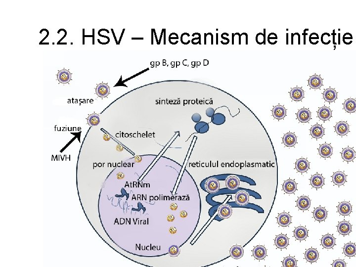 2. 2. HSV – Mecanism de infecție 