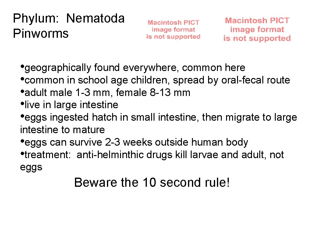 Phylum: Nematoda Pinworms • geographically found everywhere, common here • common in school age