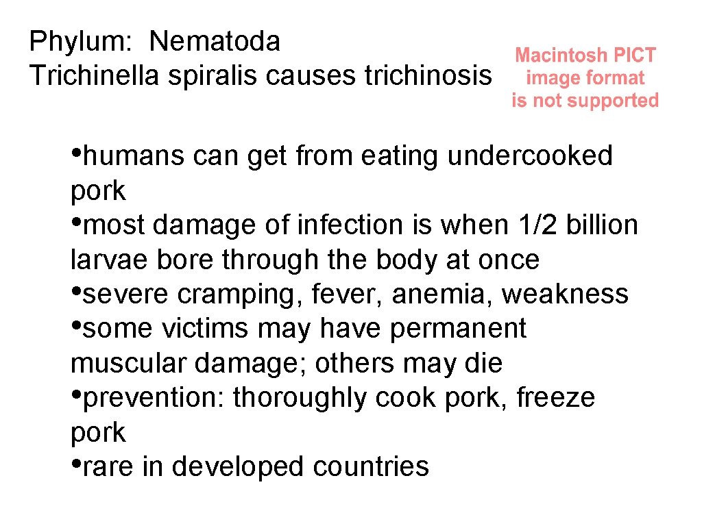 Phylum: Nematoda Trichinella spiralis causes trichinosis • humans can get from eating undercooked pork