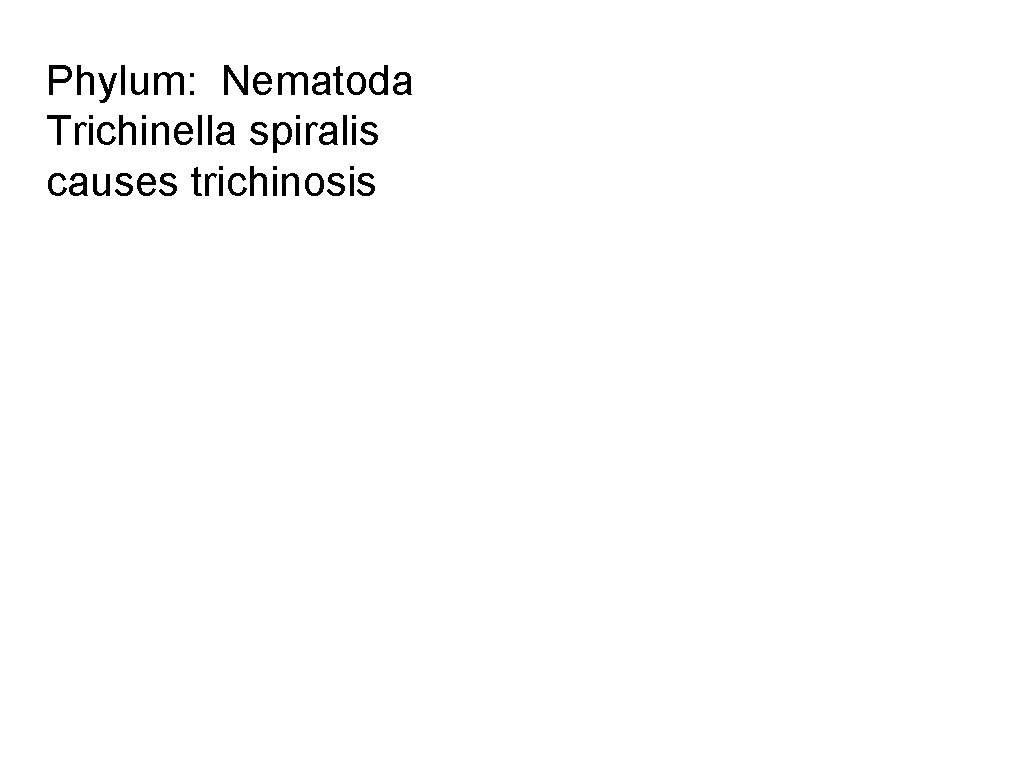 Phylum: Nematoda Trichinella spiralis causes trichinosis 