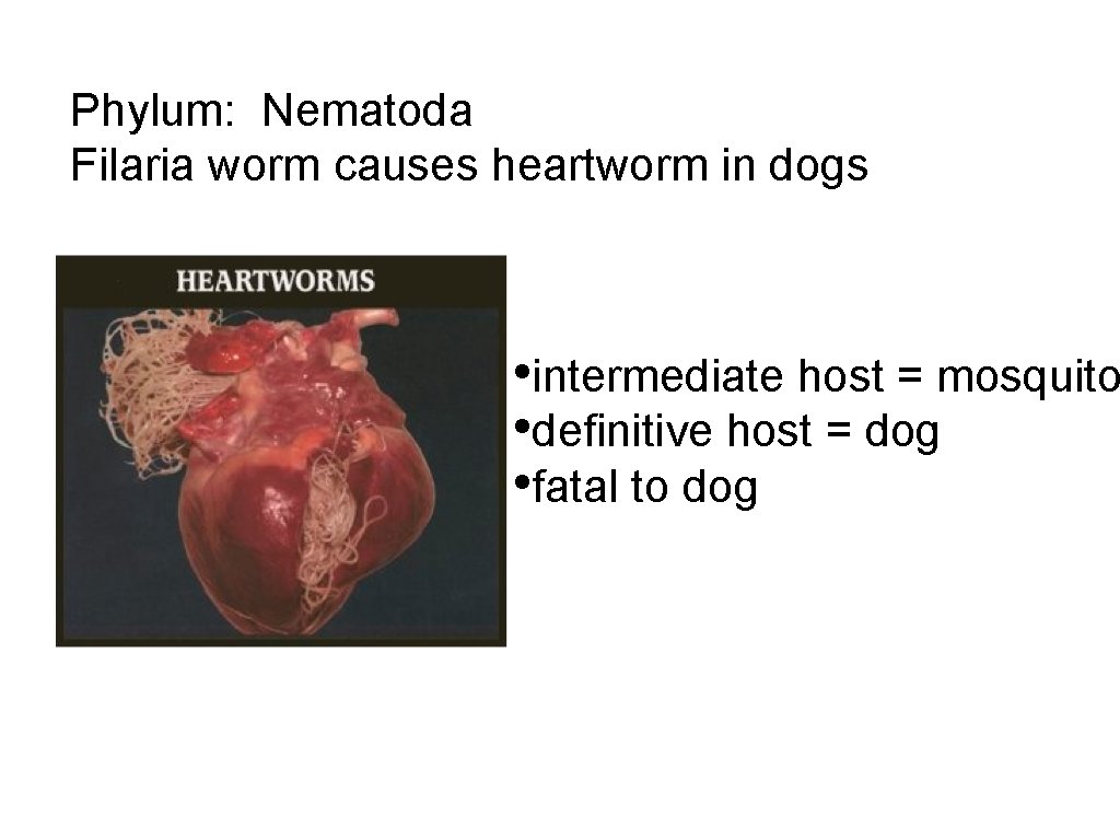 Phylum: Nematoda Filaria worm causes heartworm in dogs • intermediate host = mosquito •