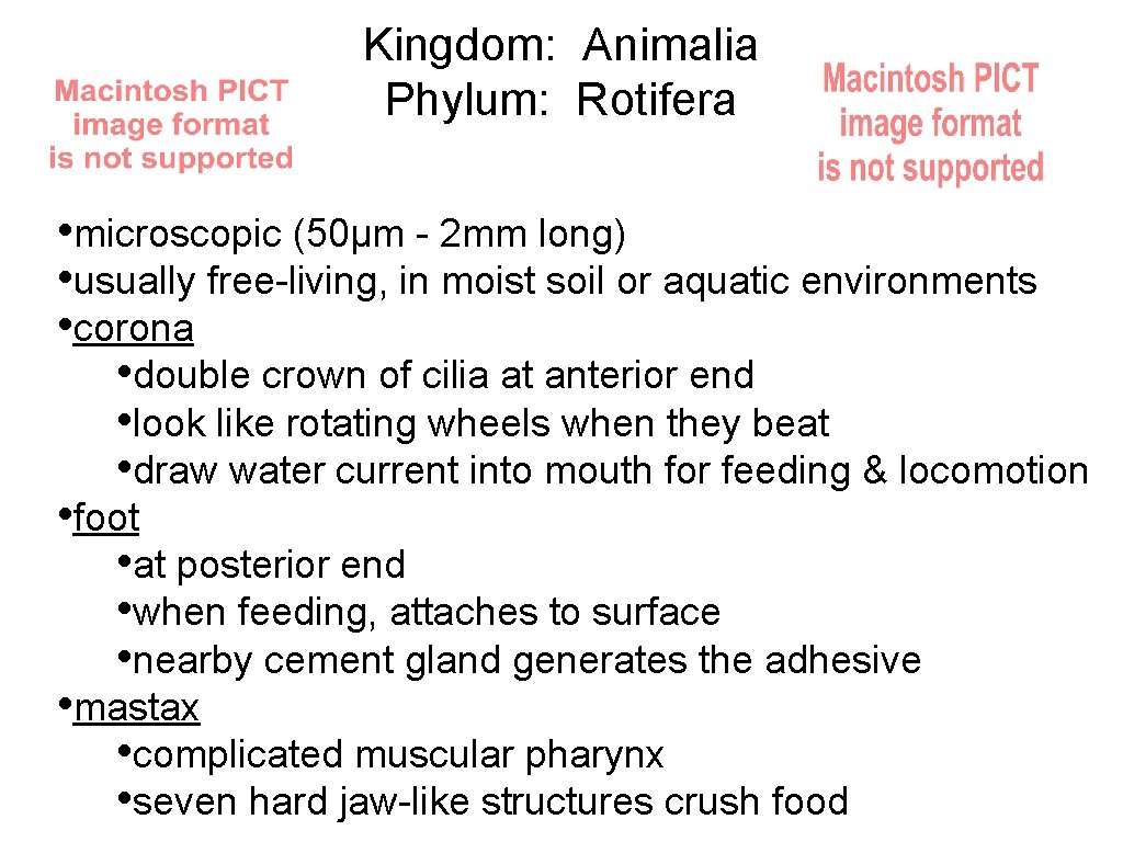 Kingdom: Animalia Phylum: Rotifera • microscopic (50µm - 2 mm long) • usually free-living,