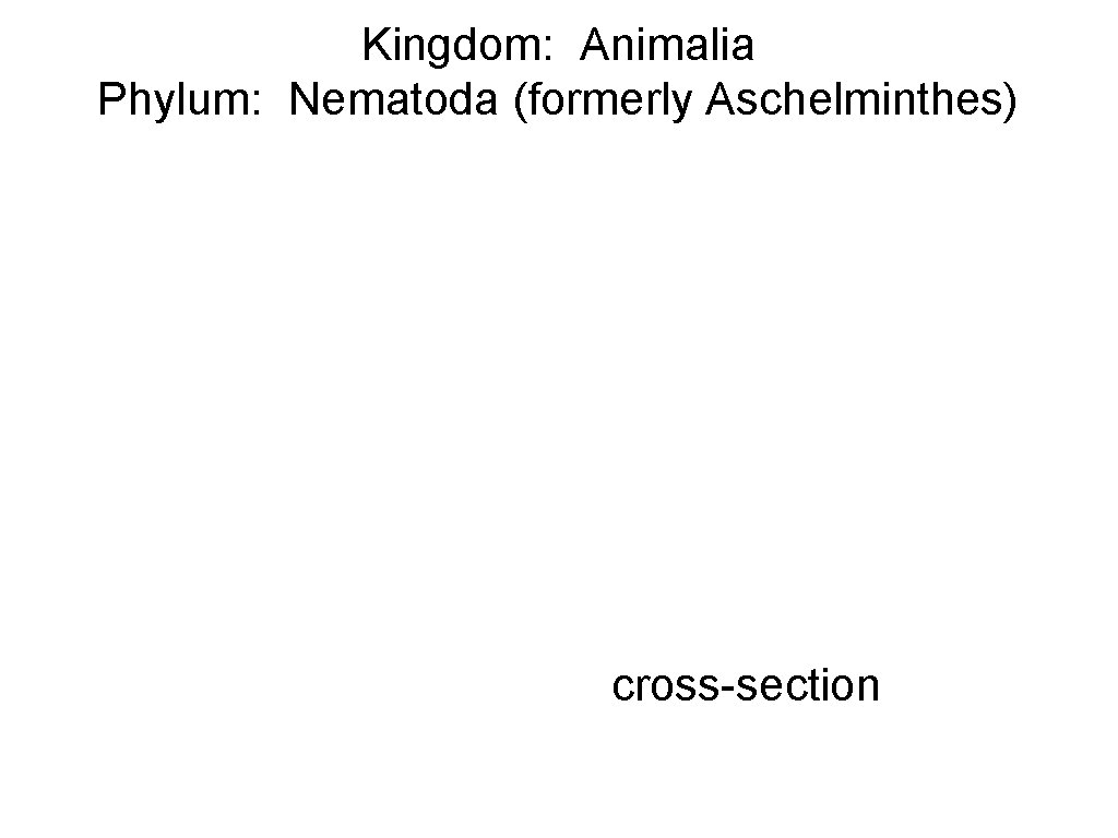 Kingdom: Animalia Phylum: Nematoda (formerly Aschelminthes) cross-section 