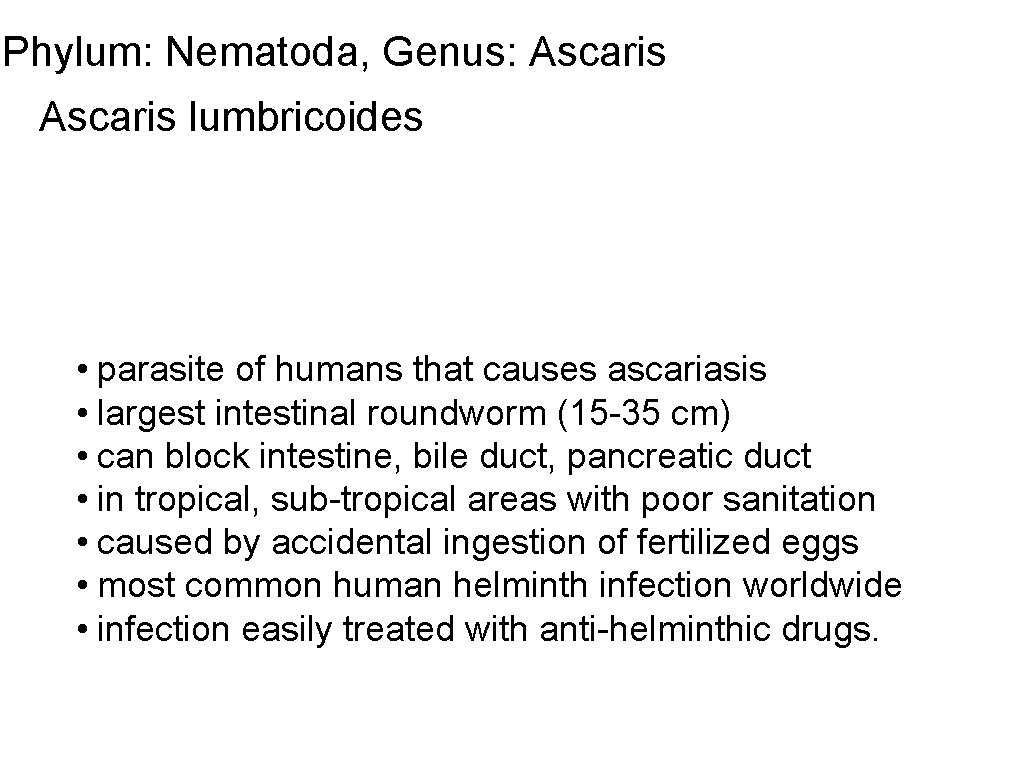 Phylum: Nematoda, Genus: Ascaris lumbricoides • parasite of humans that causes ascariasis • largest