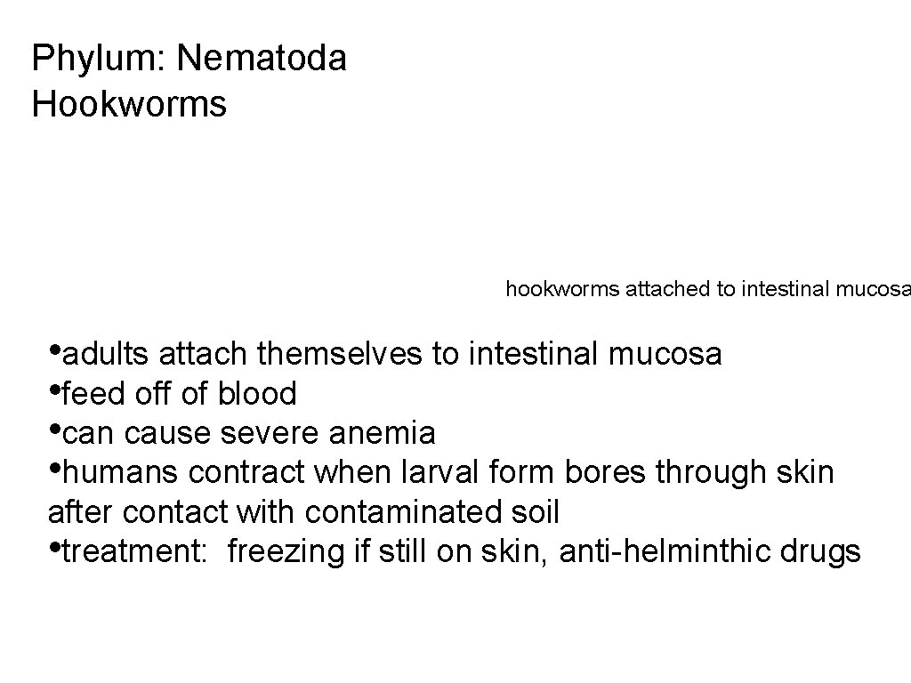 Phylum: Nematoda Hookworms hookworms attached to intestinal mucosa • adults attach themselves to intestinal