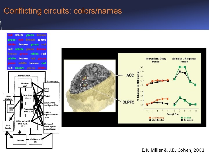 Conflicting circuits: colors/names E. K. Miller & J. D. Cohen, 2001 