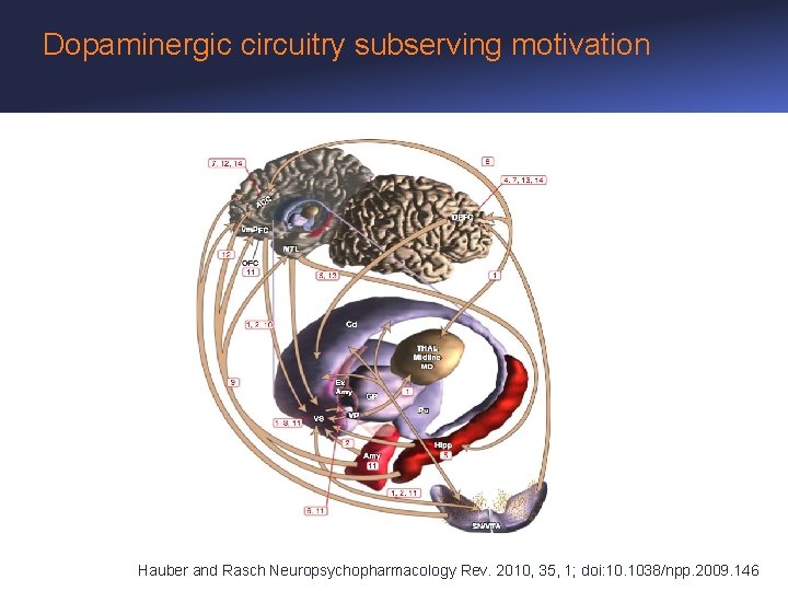 Dopaminergic circuitry subserving motivation Hauber and Rasch Neuropsychopharmacology Rev. 2010, 35, 1; doi: 10.