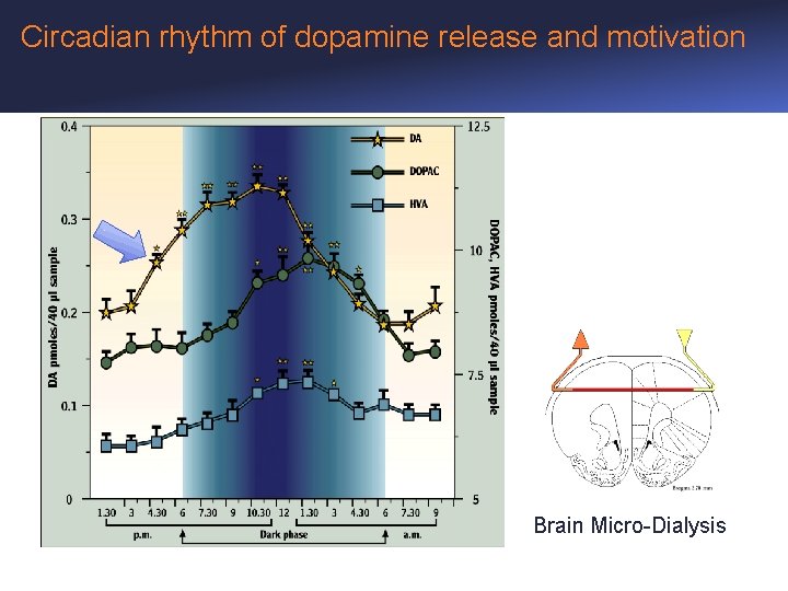 Circadian rhythm of dopamine release and motivation Brain Micro-Dialysis 