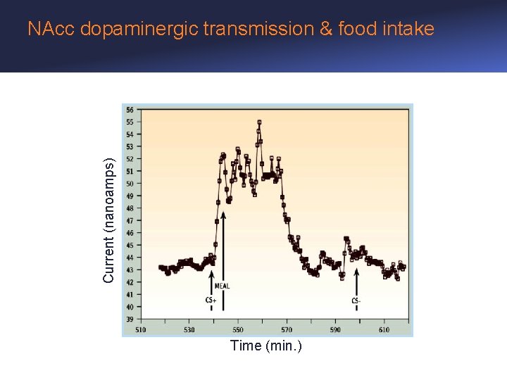 Current (nanoamps) NAcc dopaminergic transmission & food intake Time (min. ) 