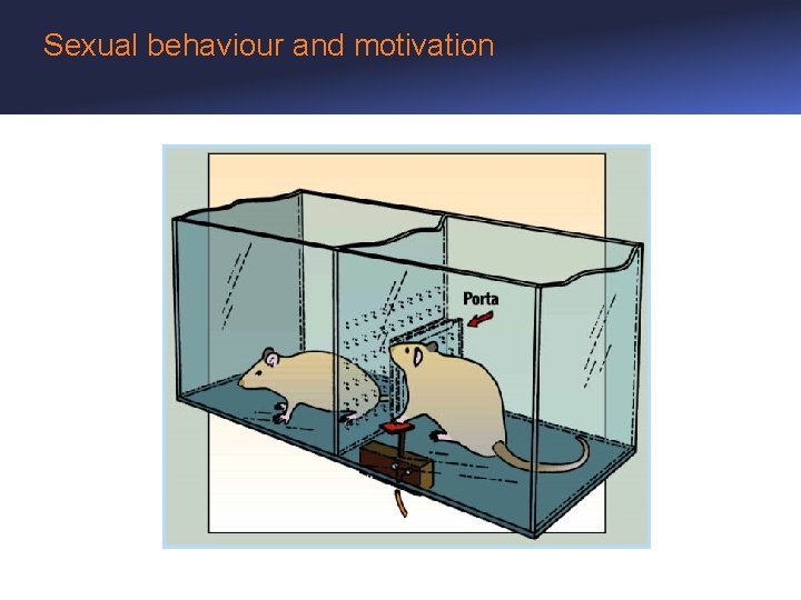 Sexual behaviour and motivation 