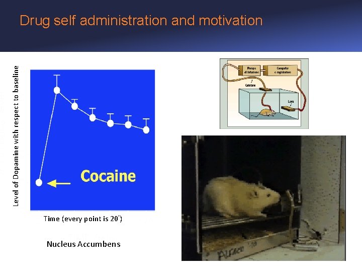 Level of Dopamine with respect to baseline Drug self administration and motivation Time (every