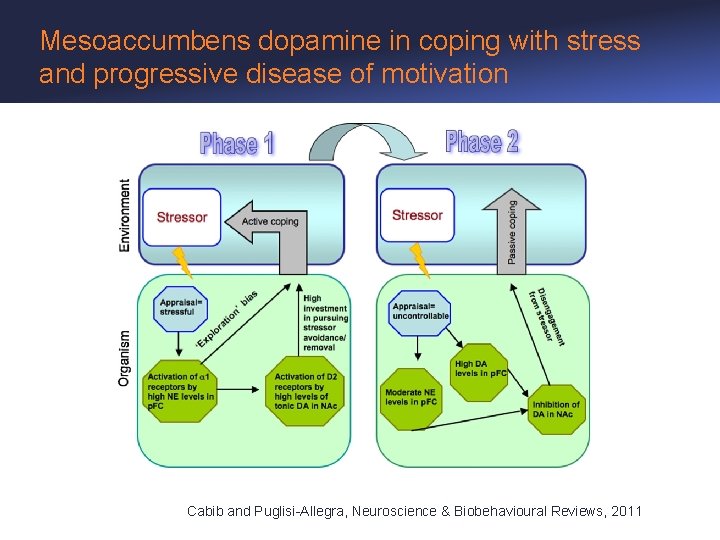 Mesoaccumbens dopamine in coping with stress and progressive disease of motivation Cabib and Puglisi-Allegra,